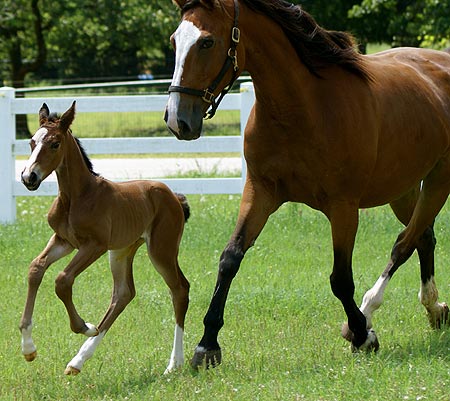 Equine Appraisers